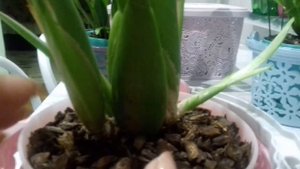 Брассия. Уход . Осмотр.