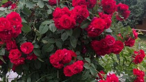 Плетистая роза Фламентанц -царица цветов.Цветение в 2022 году-видео( Кордес младший)