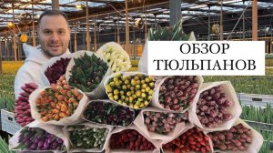 Тюльпаны оптом. Обзор тюльпанов 🌷