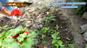 Способы размножения актинидии