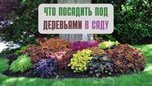Посадите эти растения под деревьями.??