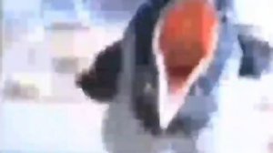 ворона кричит