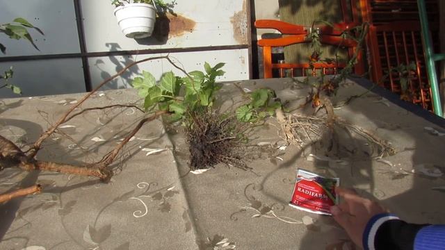 ЛУЧШИЙ УКОРЕНИТЕЛЬ И АНТИСТРЕСС ДЛЯ КОМНАТНЫХ И САДОВЫХ РАСТЕНИЙ смотреть онлайн