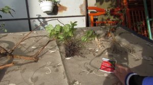 ЛУЧШИЙ УКОРЕНИТЕЛЬ И АНТИСТРЕСС  ДЛЯ КОМНАТНЫХ И САДОВЫХ РАСТЕНИЙ