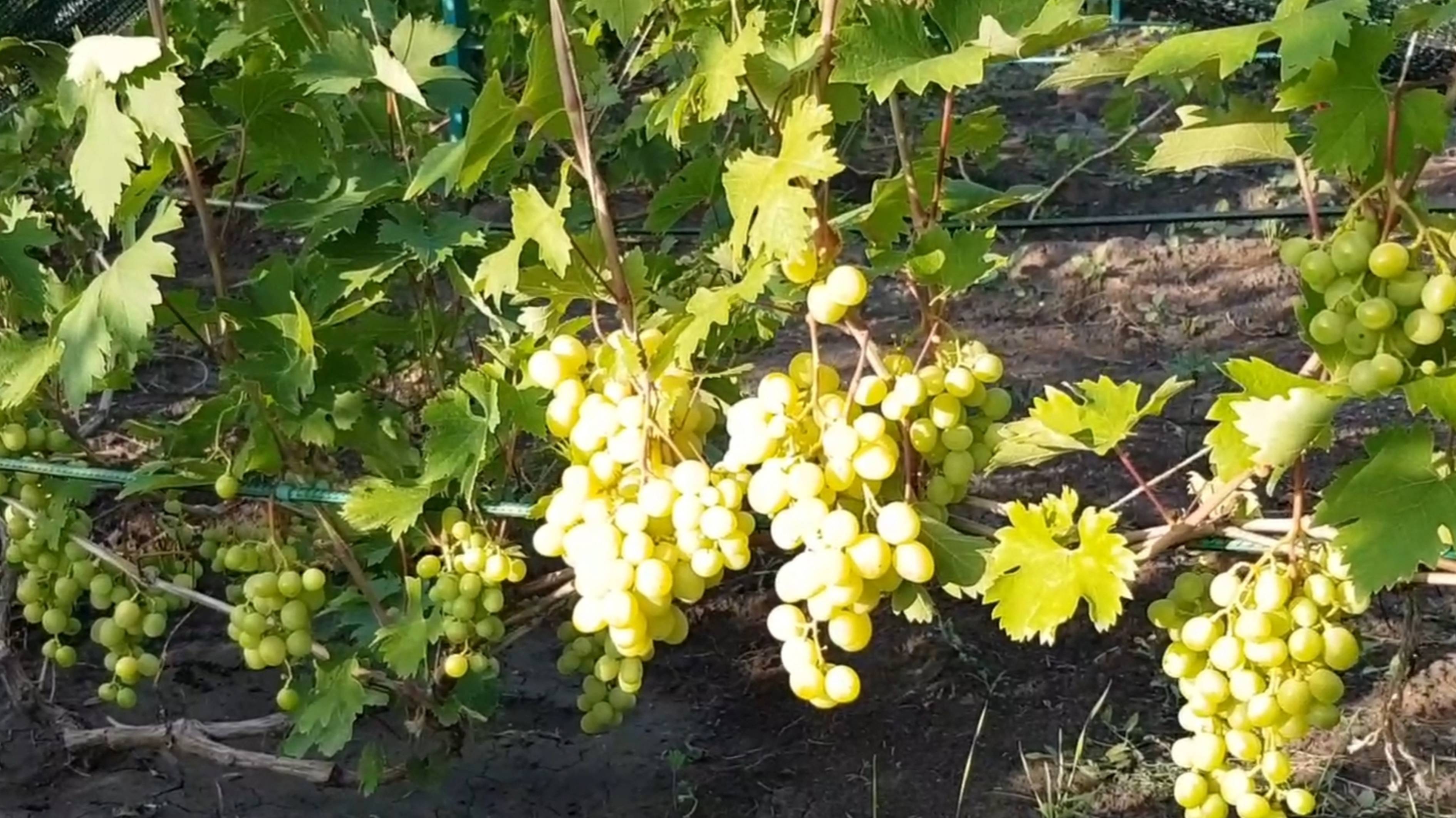 Виноград Золотая королева.