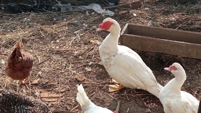 ?Йодная шашка. Дезинфекция курятника.Опилки. смотреть онлайн