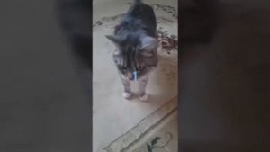 Как ухаживать за кошкой !