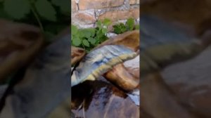 Какие грибы синюшки?