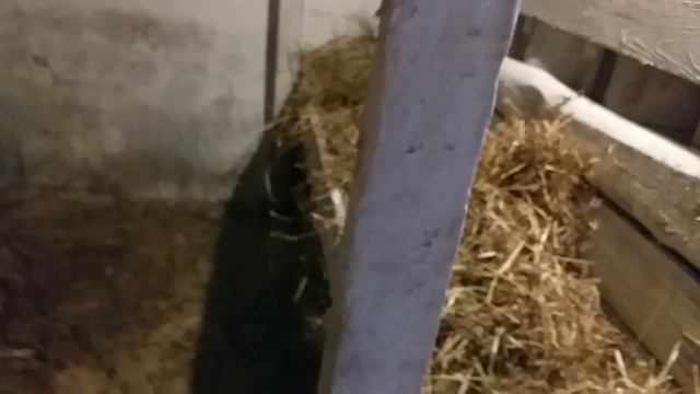 САРАЙ СВОИМИ РУКАМИ ЗИМНИЙ ДЛЯ БЫЧКОВ И СВИНЕЙ. смотреть онлайн