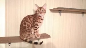 Бенгальские коты