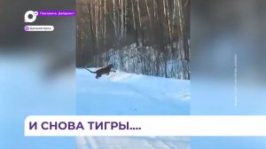 Хищные кошки все чаще выходят к людям – на этот раз тигра заметили в Дальнегорске