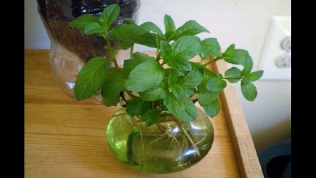 Как вырастить мяту на подоконнике смотреть онлайн