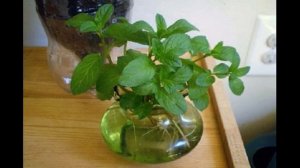 Как вырастить мяту на подоконнике