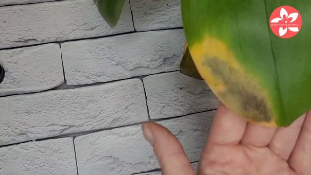 Обморожение листьев орхидеи как распознать и что делать смотреть онлайн