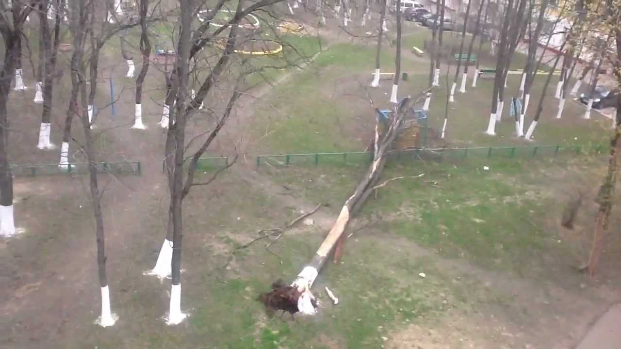 Упало дерево, tree fell. смотреть онлайн