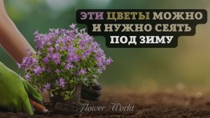 Эти цветы можно и нужно сеять под зиму.?