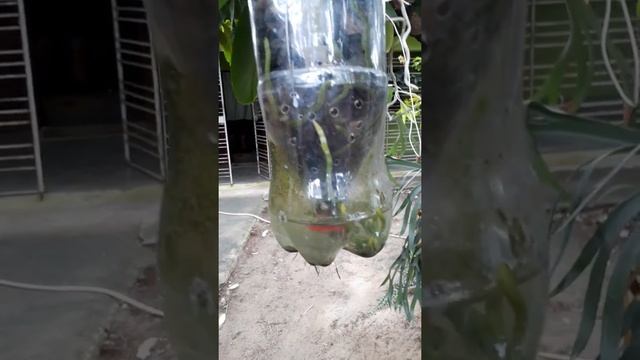 Orquídeas - Phalaenopsis Montreux - Pet com reservatório. 16/10/2018 смотреть онлайн