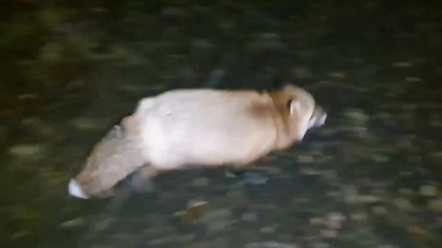 Ли Сяо / Alice the Fox Лиса Алиса (Белый мешает спать!) смотреть онлайн