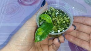 Сложное УКОРЕНЕНИЕ в воде?Грунте?Перлите?И моих слезах?ФИЛОДЕНДРОН Маска вариегатная?Черенок загнил