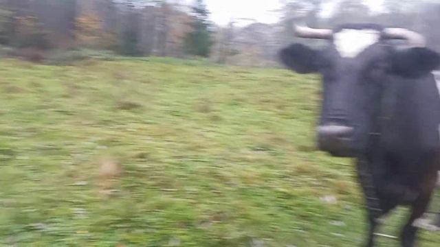 ферма Веlserje смотреть онлайн