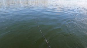 Пробую кастинговое удилище и катушку "мульт" в ловле хариуса на тирольскую палочку.