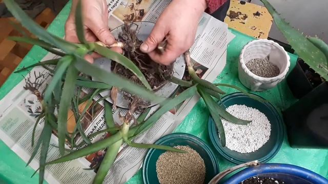 почему подгнивают алоэ? смотреть онлайн