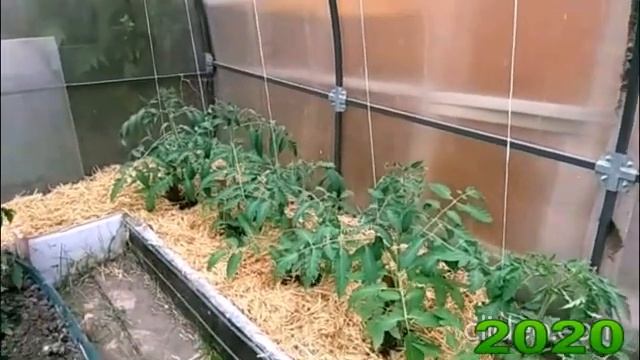 Эти два сорта забыть невозможно- изумительный вкус смотреть онлайн