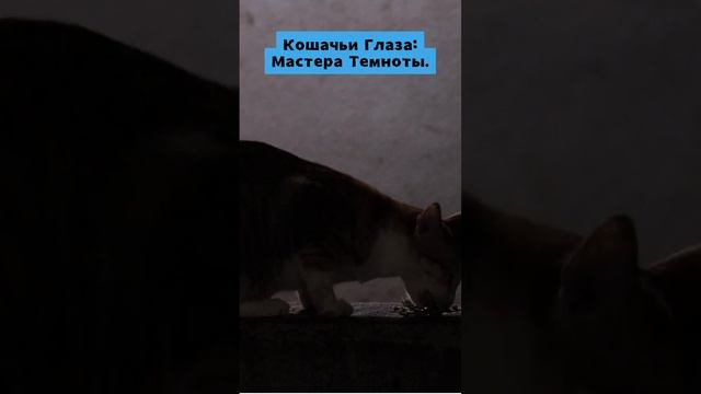 Кошки в темноте видят
