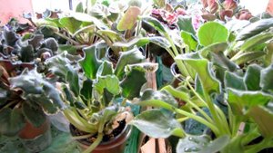 ФИТИЛЬНЫЙ ПОЛИВ фиалок. ФИТИЛЬ НЕ ТЯНЕТ ВОДУ. что делать. ФИАЛКИ. Юлия Датта