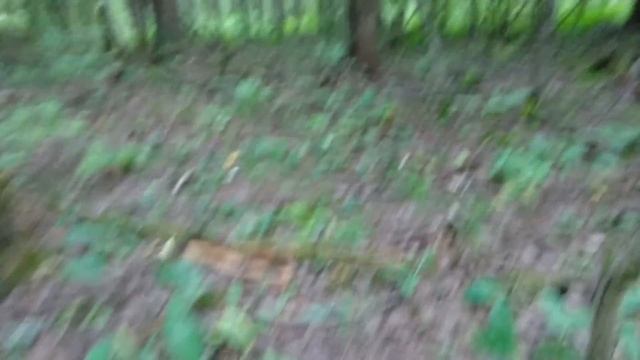 НЕТРОНУТАЯ ПОЛЯНА ОСИНОВЫХ, ЛУЧШАЯ НАХОДКА В ЖИЗНИ, 125 ПОДОСИНОВИКОВ НА ОДНОМ МЕСТЕ! смотреть онлайн