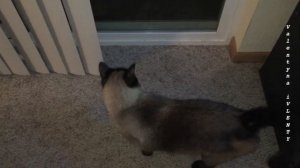 Как сиамский кот Басё дрессирует хозяйку =^..^= СИАМСКИЕ КОШКИ