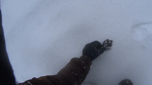 Петля на волка. Лоси на солонце. смотреть онлайн