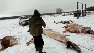 снятия шкуры лошади