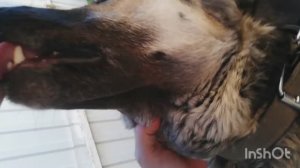 33) Собака Породы Овчарка по Кличке Верба Очень Любит Своего Хозяина в Городе Пенза 09 июля 2022 г.