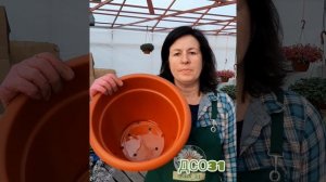 Алиссум из семян.