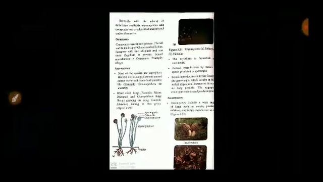 11th Std Bio-Botany Chapter-1 living World Classification of Fungi Oomycetes Zygomycetes Characters смотреть онлайн