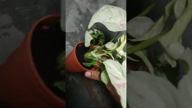 Syngonium Milk Confetti | Fazza Nursery Yogyakarta - Popular Plant смотреть онлайн