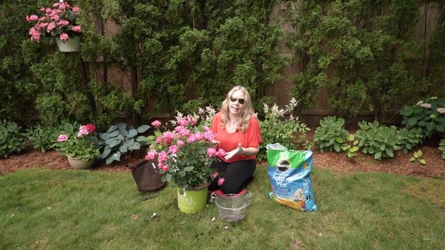 Gorgeous Double Pink Rose Planted using Bag-in-a-Pot-in-a-Pot Method and Can I Save the Begonia? смотреть онлайн