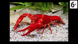 Удивительные соседи. Красный неоновый рак