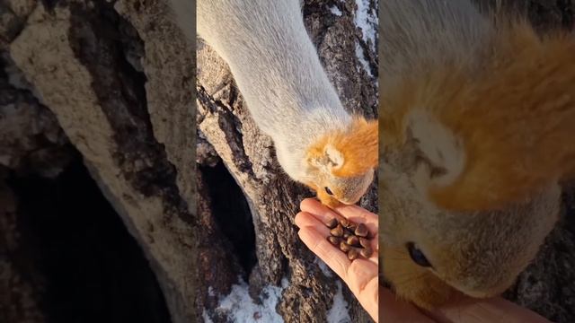 В мороз белок мало. Около кафе эта компания быстро поели и разошлись по своим гнёздам. смотреть онлайн