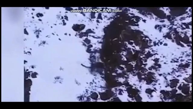 Снежный барс, схватив горного барана, свалился со скалы в Гималаях