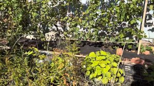 Болотный кипарис. Выращивание, размножение, пересадка