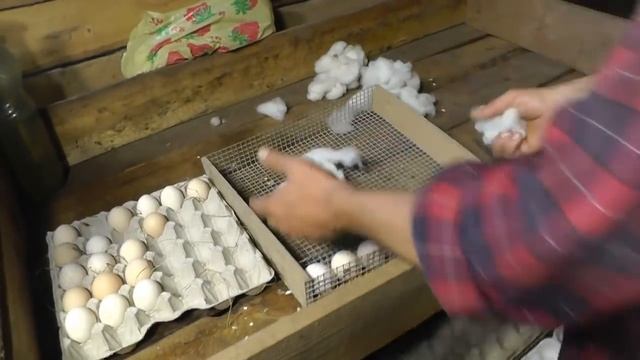 Закладка инкубационных яиц в лоток. Советы из фермерского хозяйства "Березино". смотреть онлайн