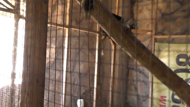 Голубицкая 2020 Крокодиловая ферма Краснодарский край отдых в России / Great Box Vlog смотреть онлайн