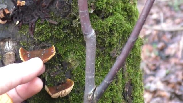 ? Зимние опята в январе | Поход за грибами смотреть онлайн