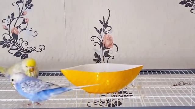 Первое купание волнистиков/ Купалка для попугая смотреть онлайн