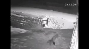 Волки давят собак в деревне