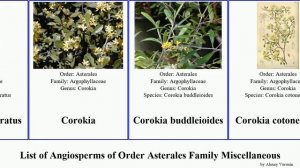 List of Angiosperms of Order Asterales Family Miscellaneous corokia alseuosmia madam simplex