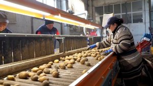 Аграрии Прикумья наращивают объемы производства картофеля.