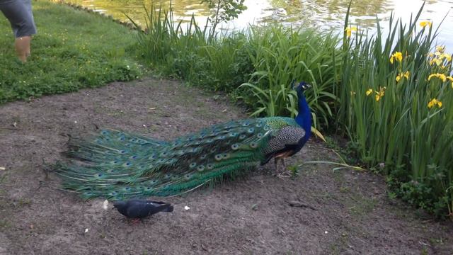 Павлины Варшава смотреть онлайн